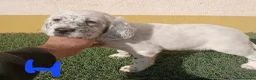 Setter Inglés perros en venta: Setter ingles - Anuncio 3
