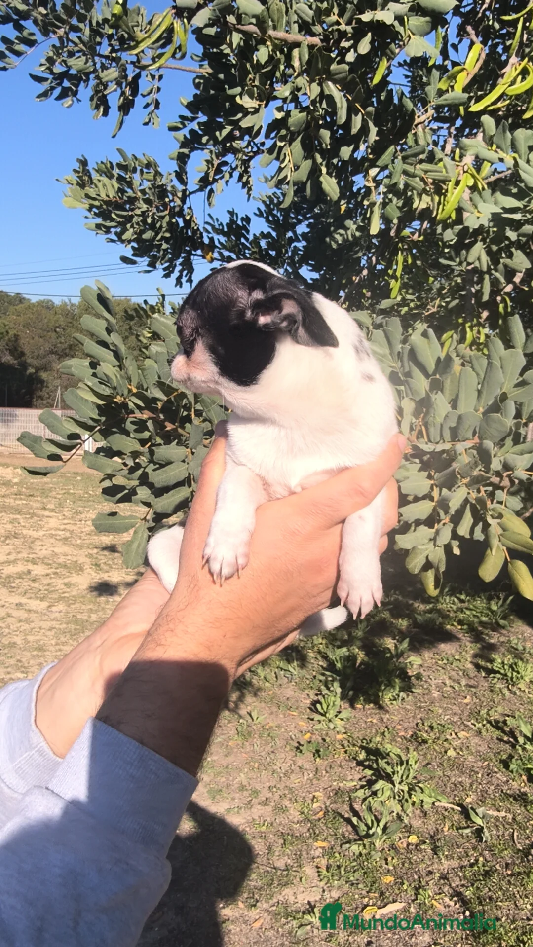Chihuahua perros en venta: Chihuahua macho Toy  - Anuncio 10