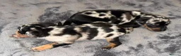 Pinscher Miniatura perros en venta: Pinscher miniatura - Anuncio 14