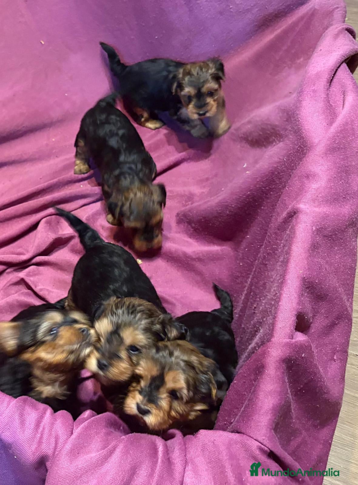 Yorkshire Terrier perros Camada de Yorkshire - Anuncio 2