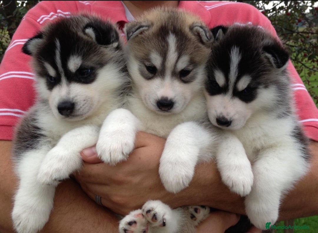 Husky Siberiano perros en venta: ‼️‼️husky siberianos - Imagen 3