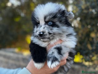 Pomsky perros Pomsky en Illes Balears - Anuncio 31