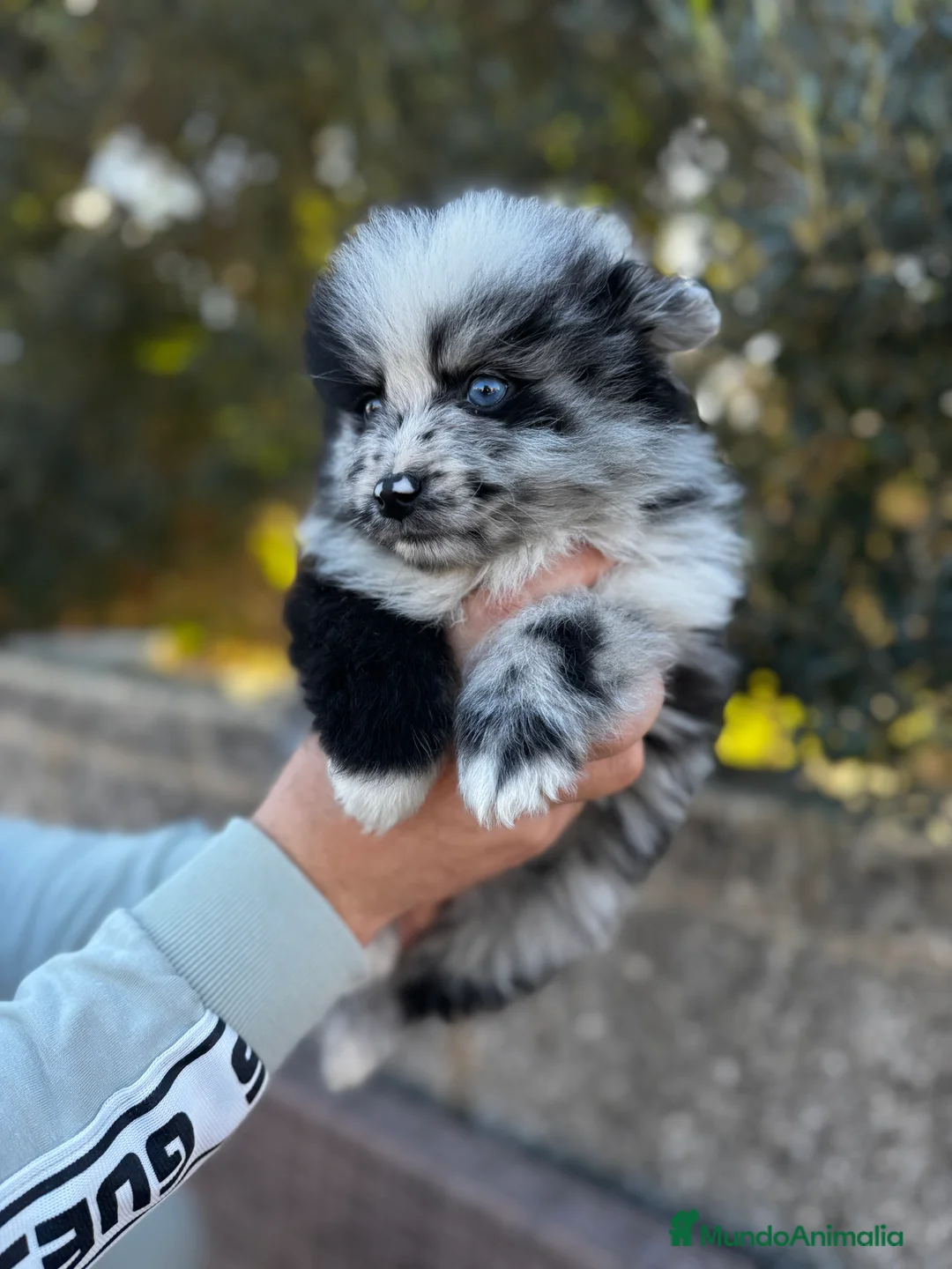 Pomsky perros en venta: Pomsky en Illes Balears - Anuncio 1