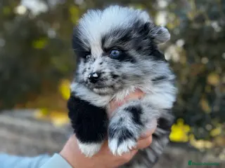 Pomsky perros Pomsky en Illes Balears - Anuncio 4