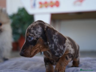 Teckel Miniatura perros - Anuncio 1