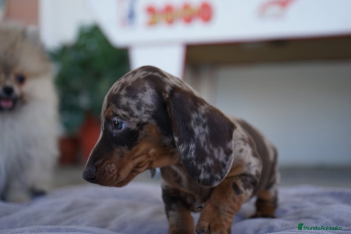 Teckel Miniatura perros - Anuncio 1