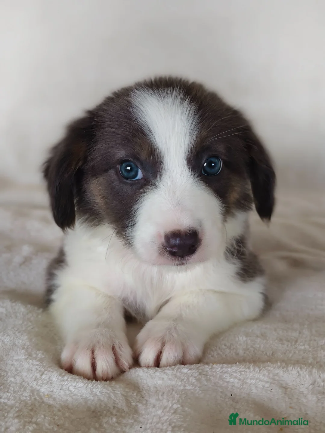 Border Collie perros en venta: BORDER COLLIE - Anuncio 1
