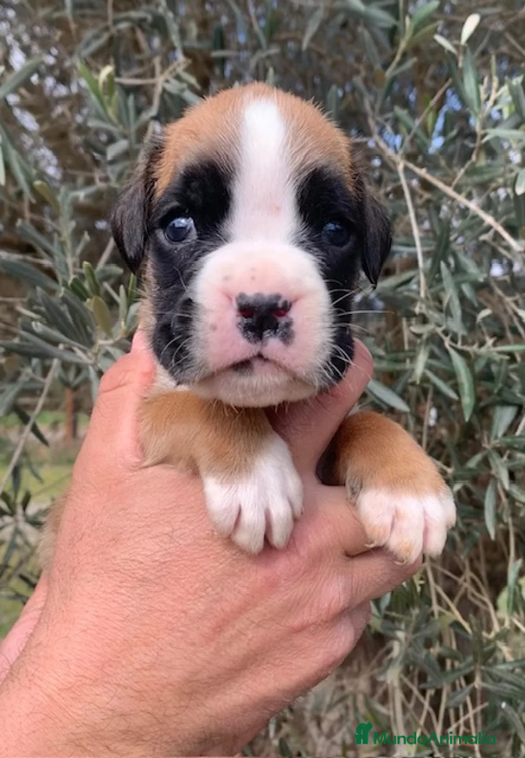 Boxer perros en venta: Magníficos cachorros BOXER, excelente genealogía - Anuncio 1