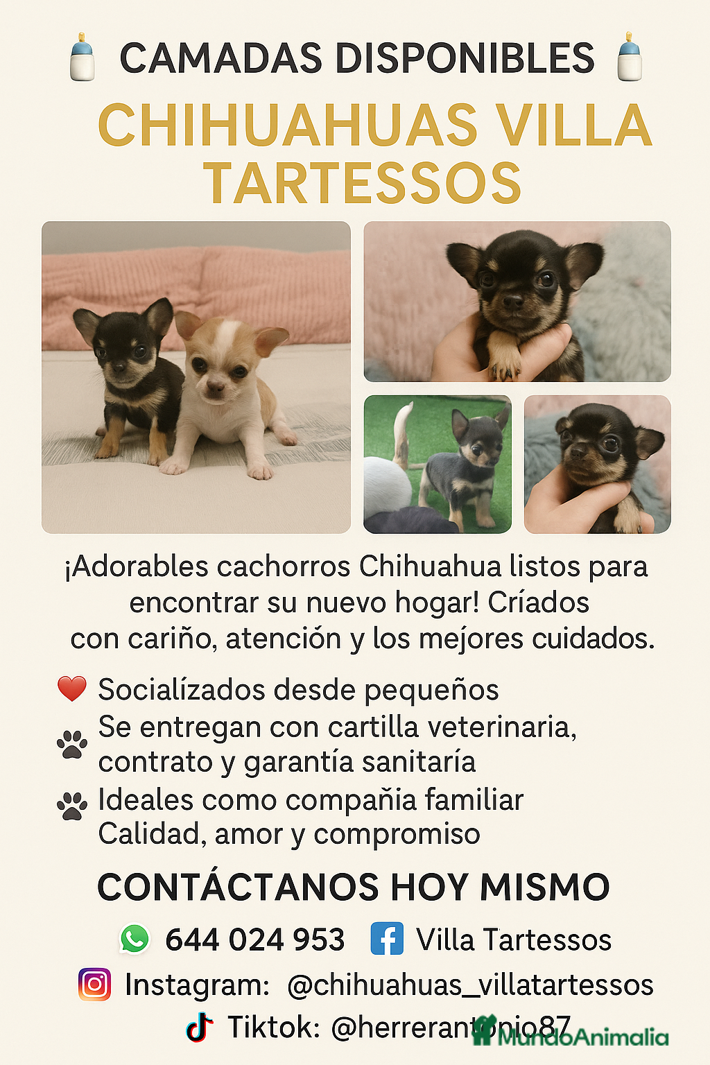 Chihuahua perros Chihuahuas Villa Tartessos - Anuncio 33