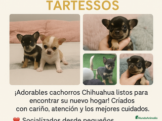 Chihuahua perros Chihuahuas Villa Tartessos - Anuncio 28