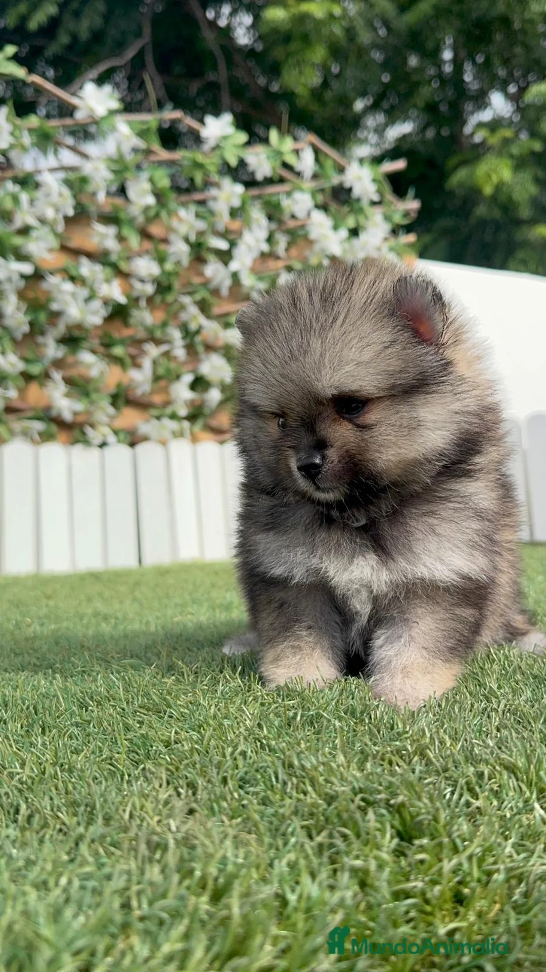 Pomerania perros en venta: POMERANIA - Anuncio 2