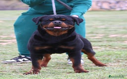 Rottweiler perros en venta: Rottweiler - Imagen 1