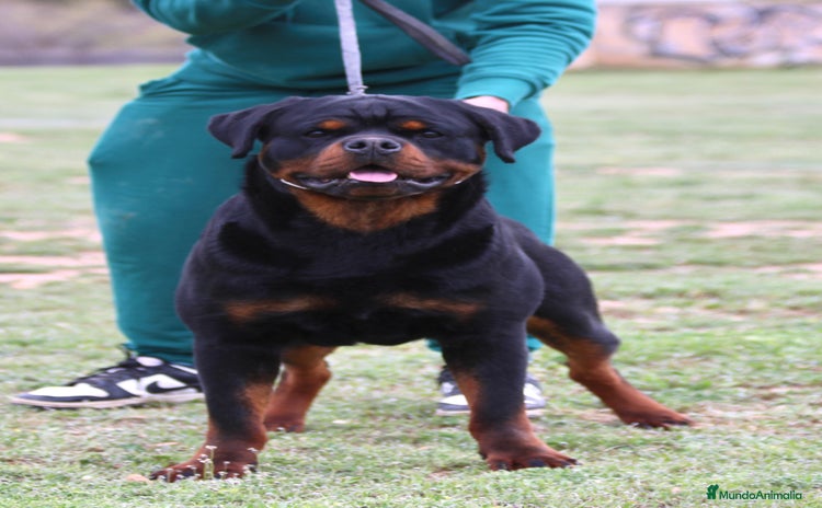 Rottweiler perros - Anuncio 1
