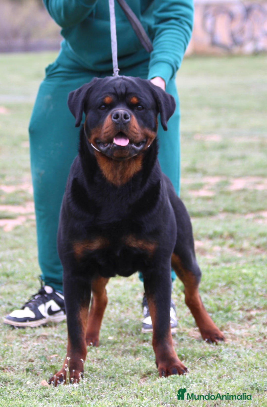 Rottweiler perros en venta: Rottweiler - Imagen 1