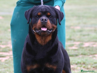 Rottweiler perros - Anuncio 2