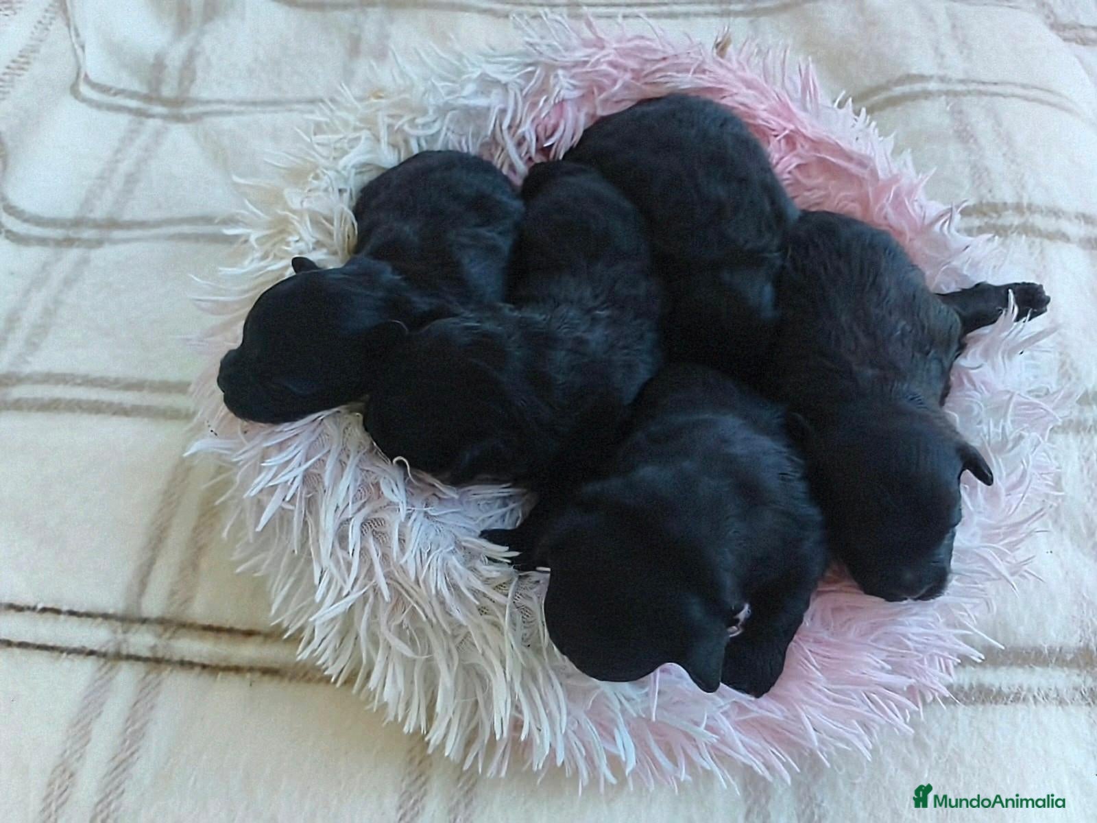 Pomapoo perros POMAPOO HEMBRITAS - Anuncio 1