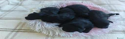Pomapoo perros en venta: POMAPOO HEMBRITAS - Anuncio 1