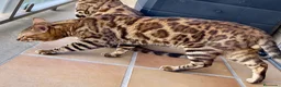 Bengalí gatos en venta: Gato Bengalí Macho  - Anuncio 6