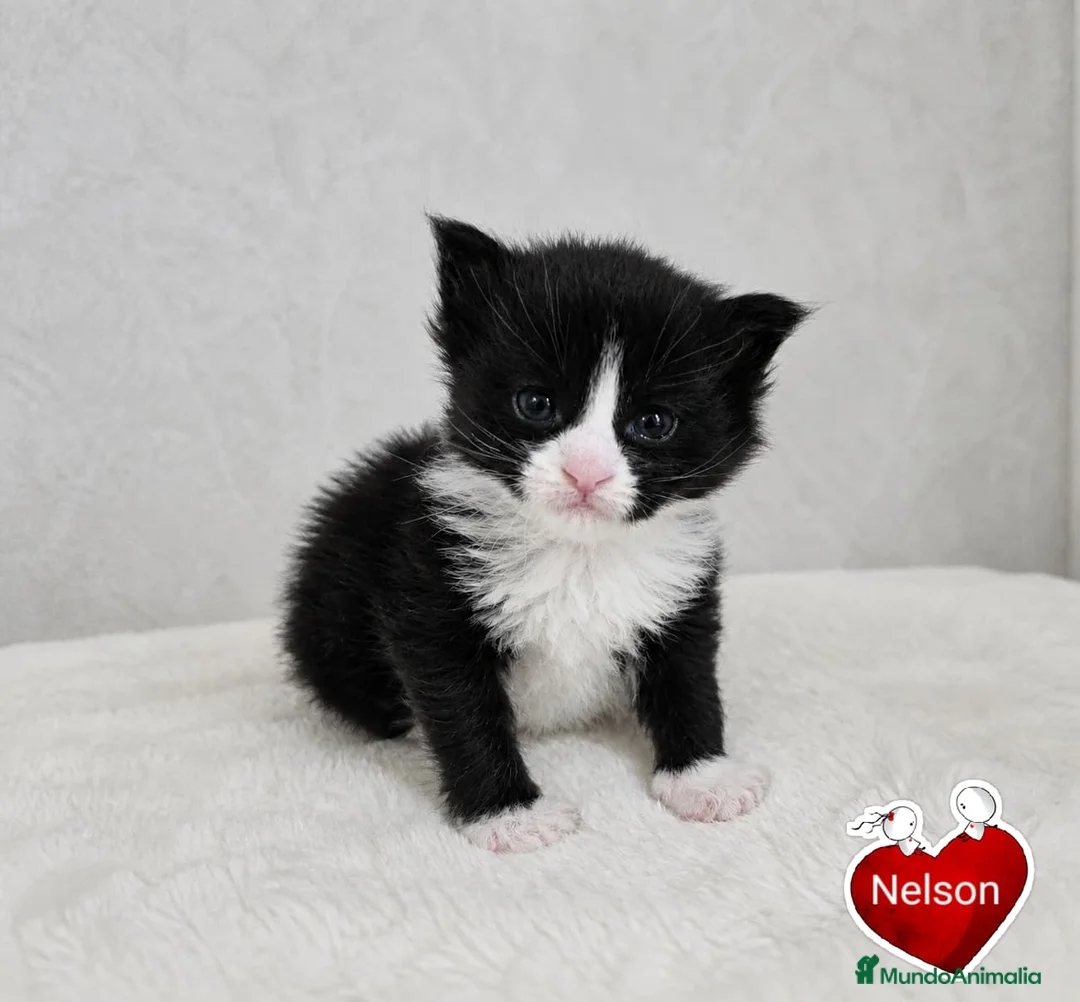 Maine Coon gatos en venta: Camada de gatitos maine coon - Anuncio 2