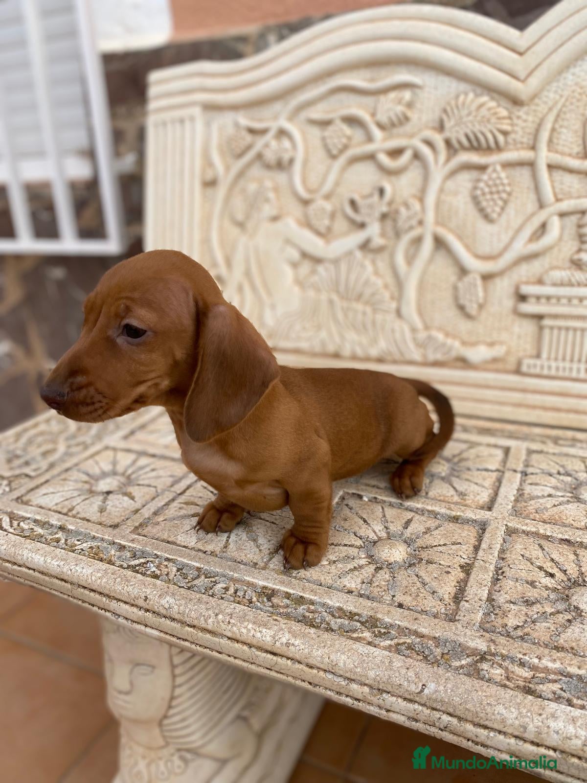 Teckel Miniatura perros teckel kaninchen pelo corto en Granada - Anuncio 2