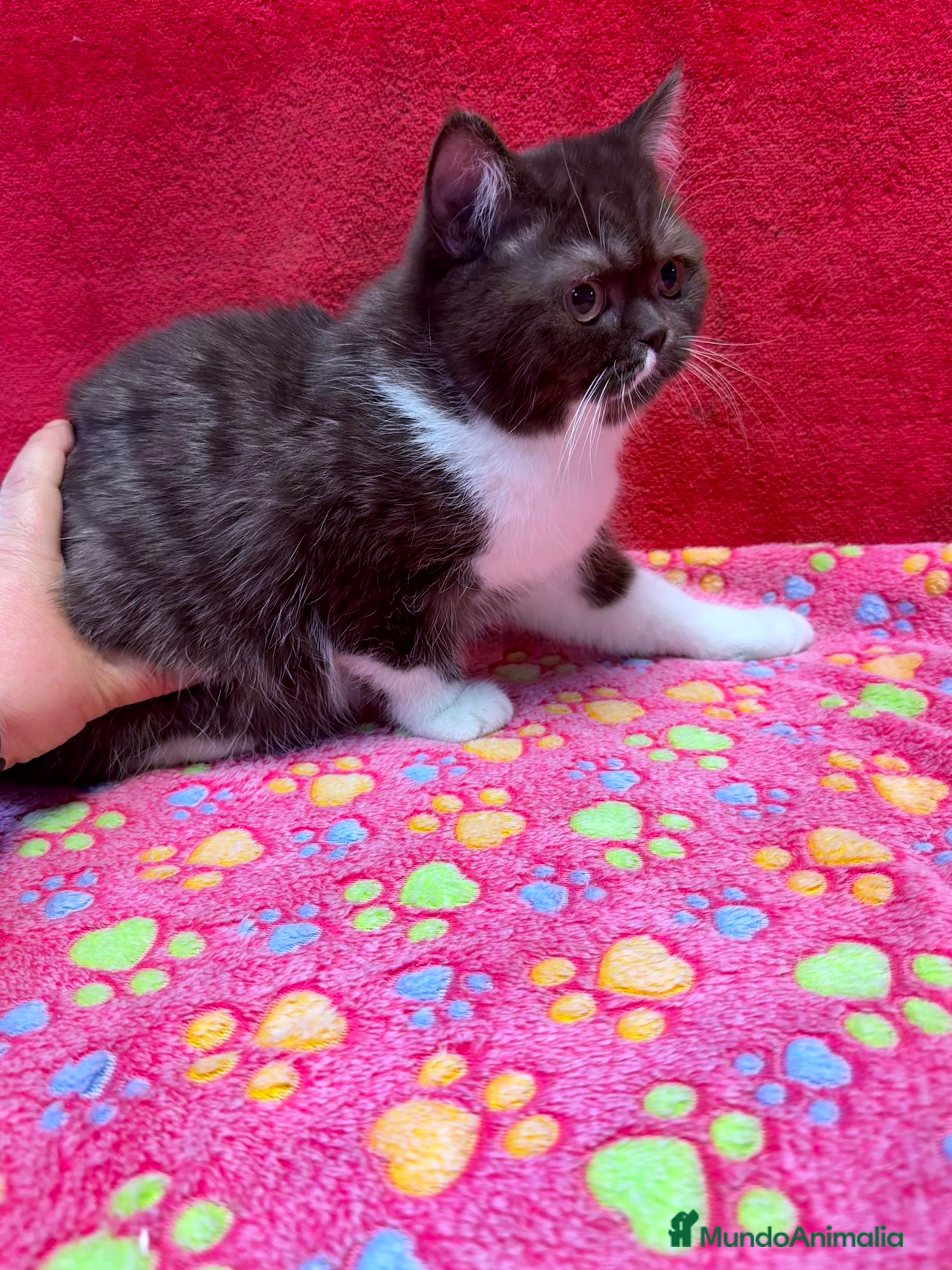 Británico de Pelo Corto gatos British bicolor chocolate - Anuncio 41