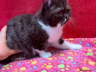 Británico de Pelo Corto gatos British bicolor chocolate - Anuncio 3