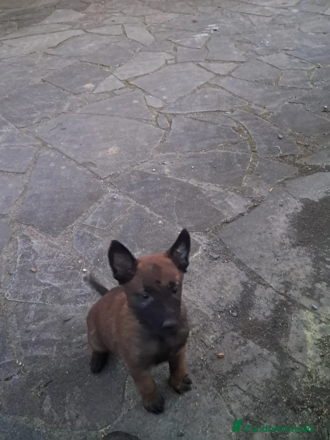 Pastor Belga Malinois perros en venta: Camada excelente Pastor Belga Malinois - Anuncio 4