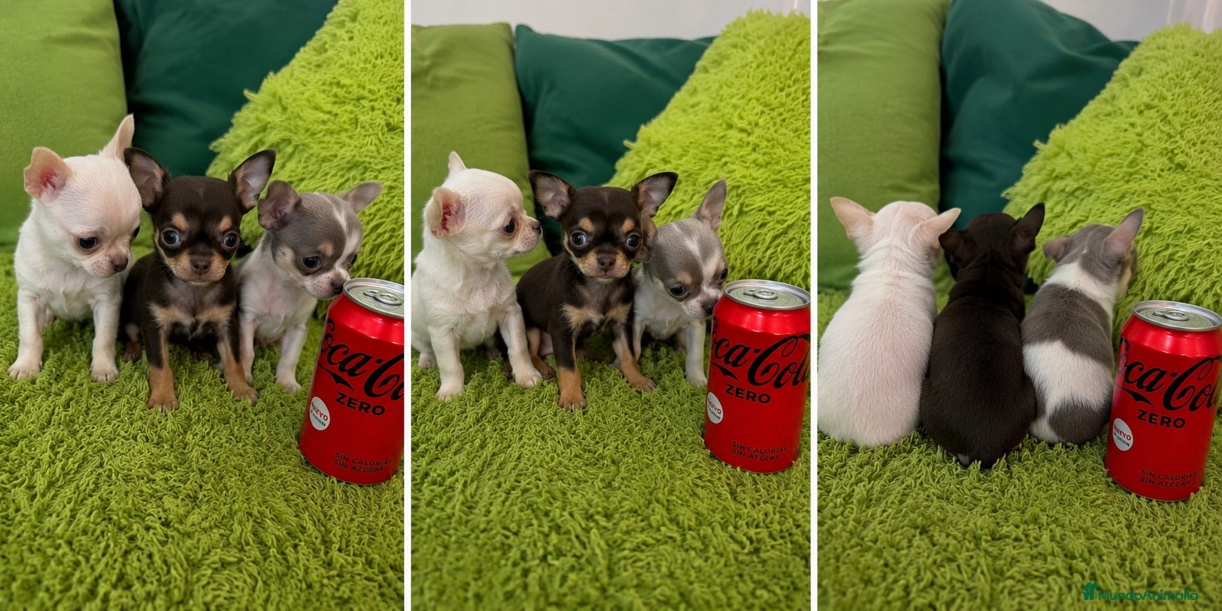 Chihuahua perros CHIHUAHUAS MINIATURA - MADRID  - Anuncio 3