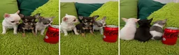 Chihuahua perros en venta: CHIHUAHUAS MINIATURA - MADRID  - Anuncio 1