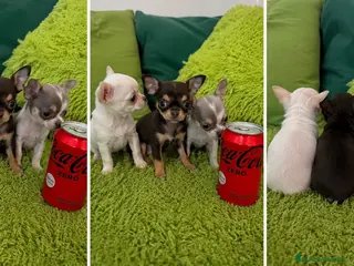 Chihuahua perros CHIHUAHUAS MINIATURA - MADRID - Anuncio 1