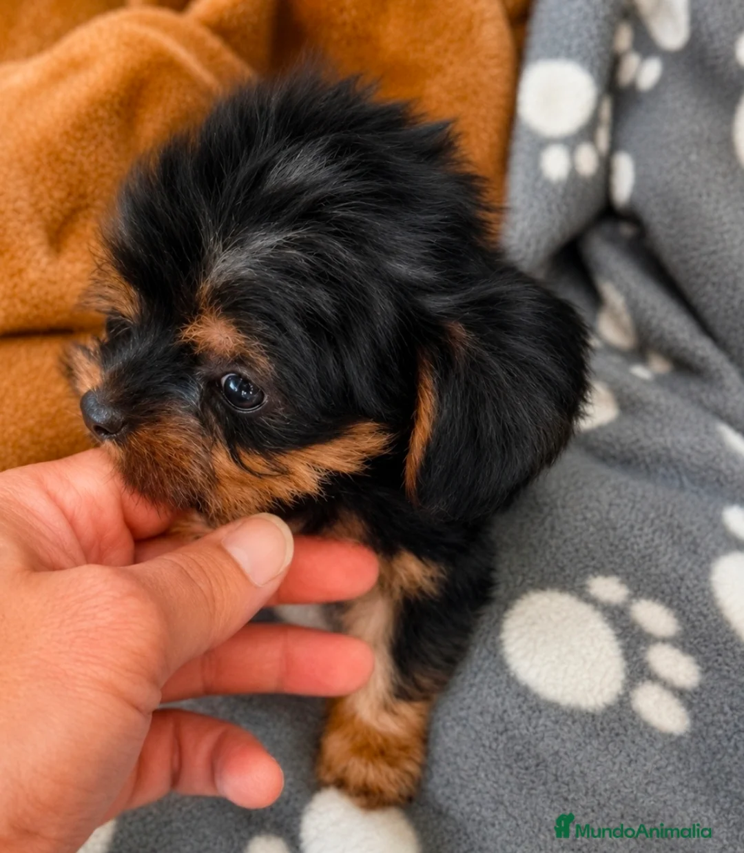 Yorkshire Terrier perros en venta: Yorkshire terrier - Anuncio 2
