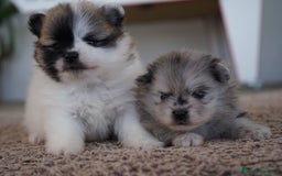 Pomerania perros en venta: 🐾 Roscón, Python y Prodigy – Pomerania únicos 🐾 - Imagen 6