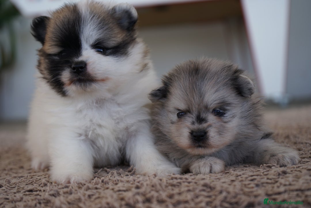 Pomerania perros en venta: 🐾 Roscón, Python y Prodigy – Pomerania únicos 🐾 - Imagen 6