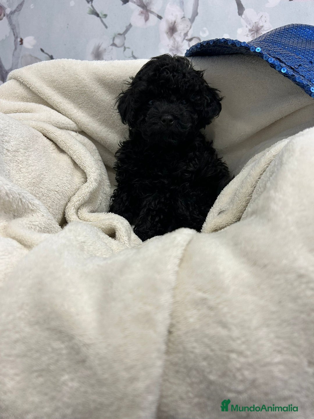 Caniche Toy perros en venta: Caniche toy negro macho - Anuncio 4