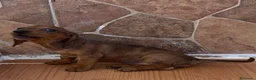 Teckel Miniatura perros en venta: Teckel Miniatura  - Anuncio 16