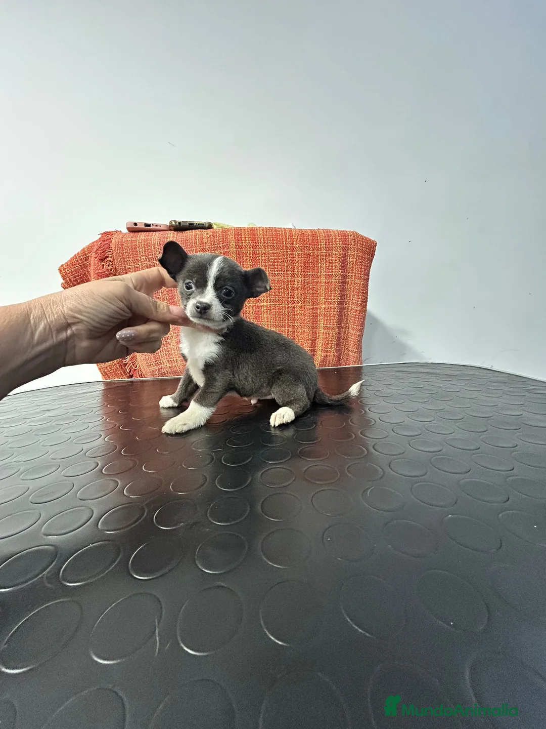 Chihuahua perros en venta: Chihuahua miniatura  - Anuncio 5
