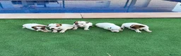 Jack Russell Terrier perros en venta: Jack russell terrier  - Anuncio 2