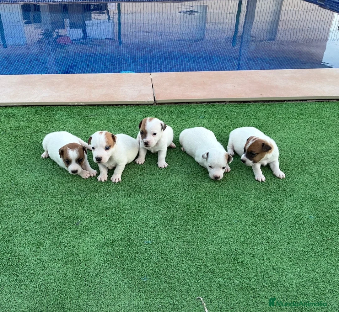 Jack Russell Terrier perros en venta: Jack russell terrier  - Anuncio 2