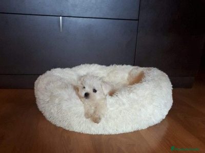 Bichón Maltés perros Bichón maltés toy - Anuncio 1