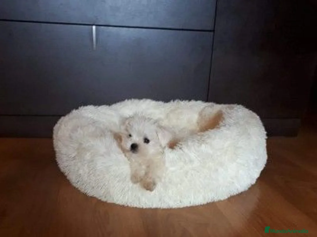 Bichón Maltés perros en venta: Bichón maltés toy - Anuncio 1