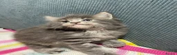 Maine Coon gatos en venta: Rey- Diez cattery  - Anuncio 19