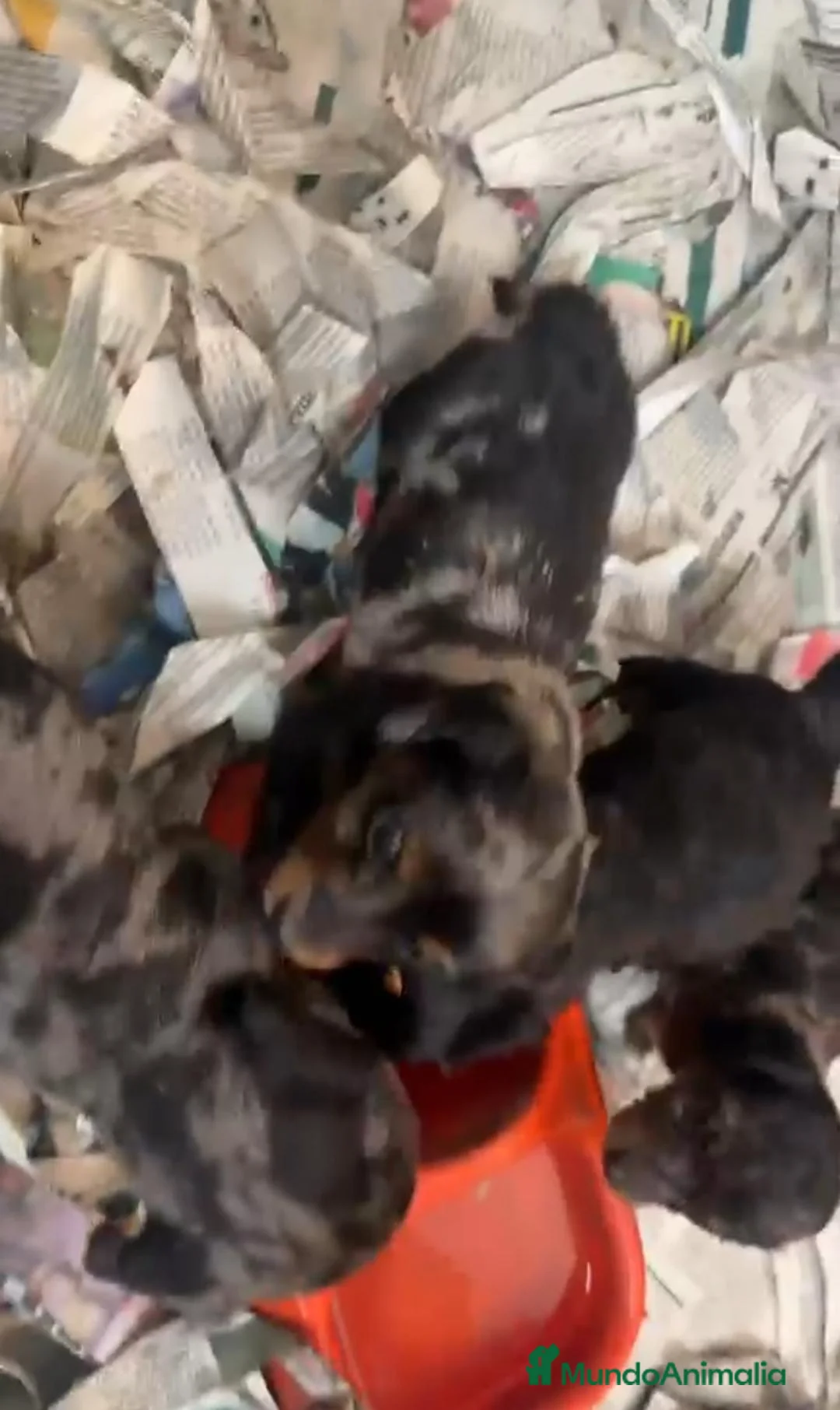 Teckel Miniatura perros en venta: Cachorros de teckel mini pelo largo  - Anuncio 3