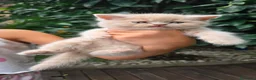 Británico de Pelo Corto gatos en venta: Gatcot.com - Anuncio 3