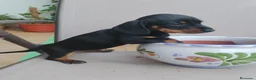 Teckel Miniatura perros en venta: Teckel Miniatura - Anuncio 4