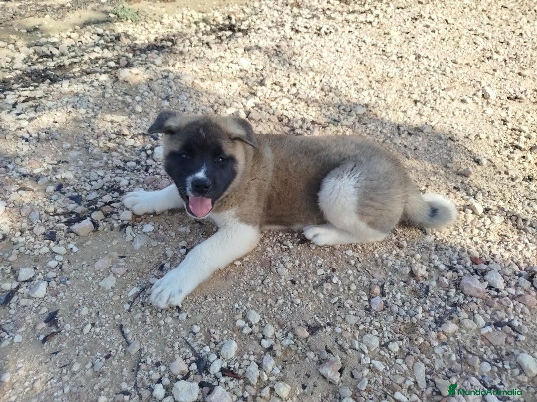 Akita Americano perros en venta: Akita americano hembra  en Alicante - Imagen 7