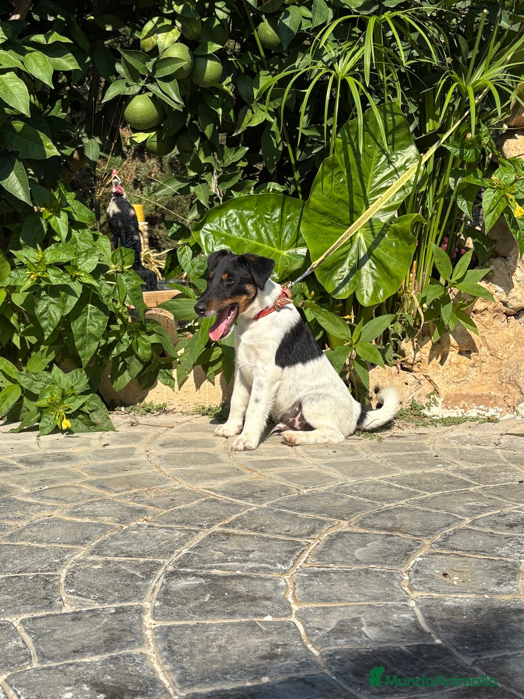 Fox Terrier de Pelo Liso perros en venta: Disponible preciosa camada fox terrier  - Imagen 5