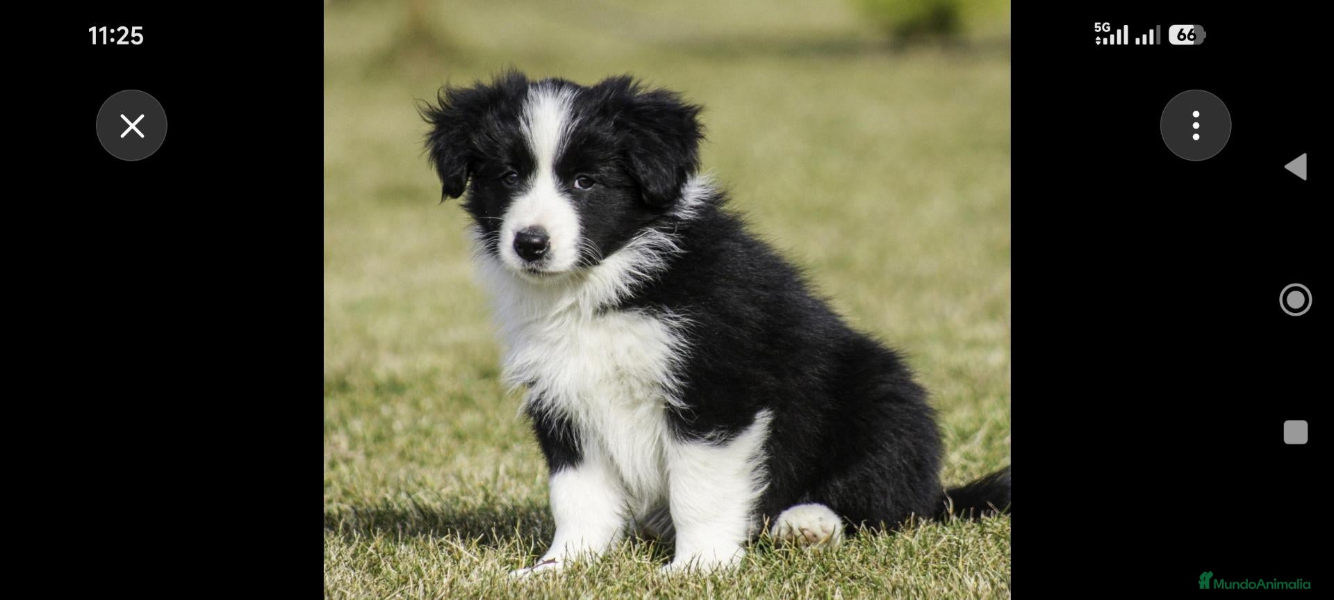 Border Collie perros en venta: Precioso border collie - Anuncio 1