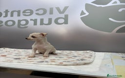 Chihuahua perros en venta: Chihuahua Mini  - Imagen 4