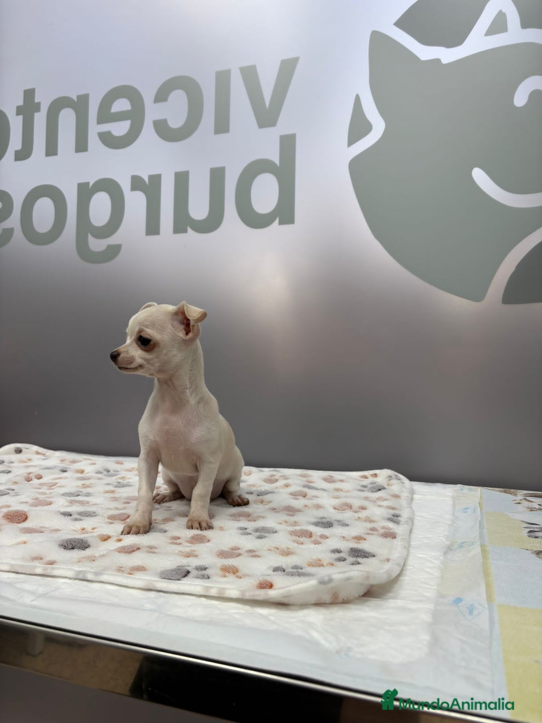 Chihuahua perros en venta: Chihuahua Mini  - Imagen 4