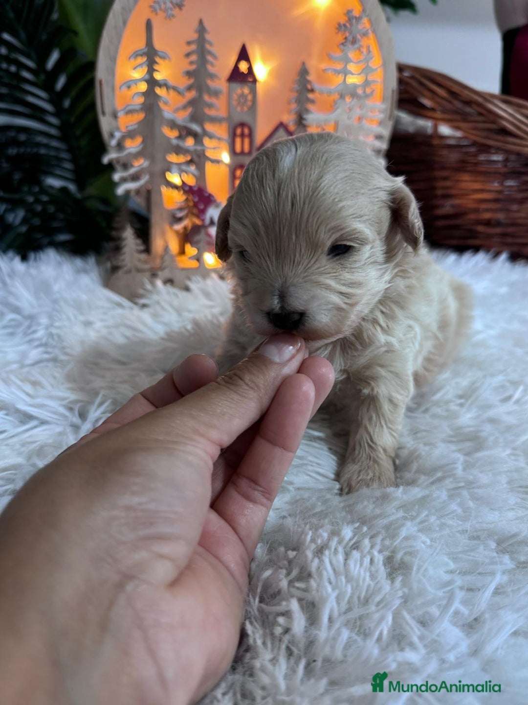Maltipoo perros en venta: MALTIPOO  - Anuncio 3